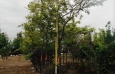Sunburst Honeylocust